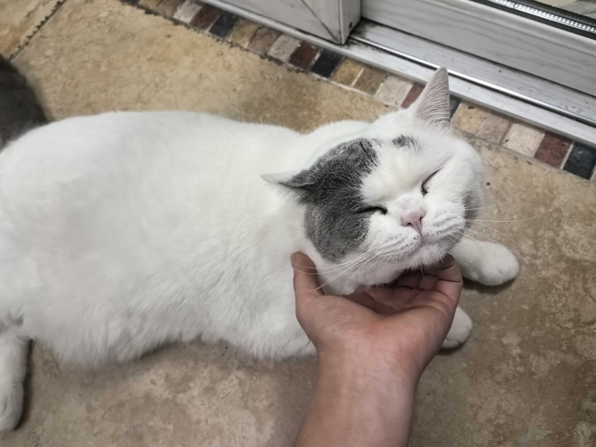 四大神兽之白虎篇