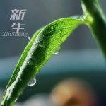 非二元对立